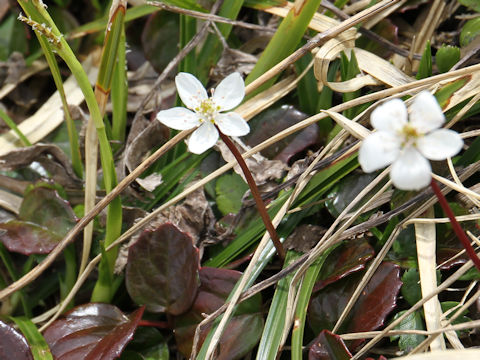 Copris trifoliolata