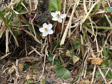 Copris trifoliolata