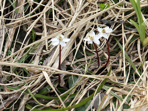 Copris trifoliolata