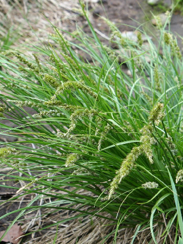 Carex albata