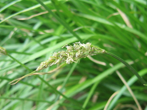 Carex albata