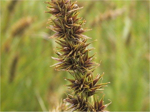 Carex albata