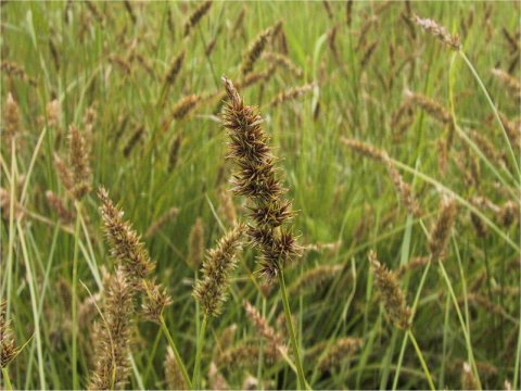 Carex albata