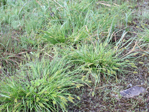 Carex albata