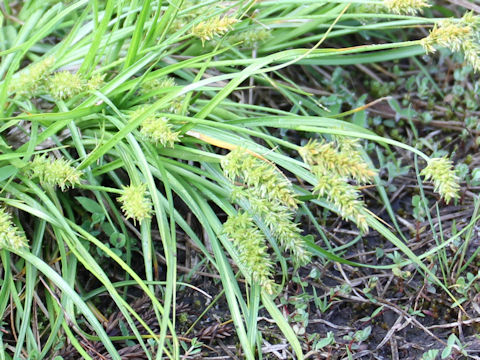 Carex albata