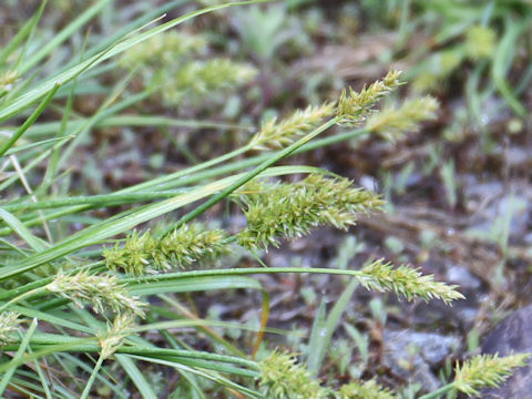 Carex albata