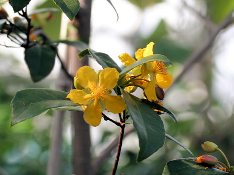 Ochna serrulata