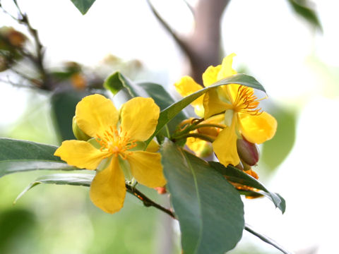 Ochna serrulata