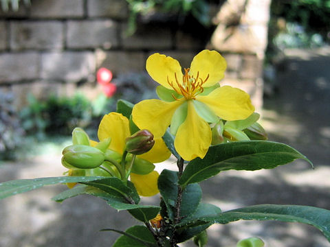 Ochna serrulata