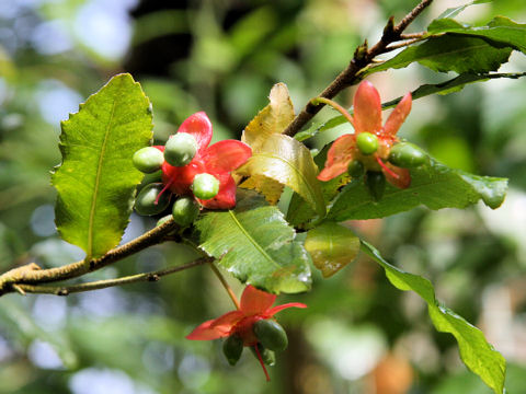 Ochna serrulata