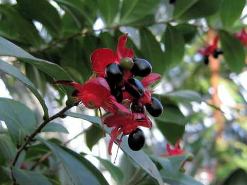 Ochna serrulata