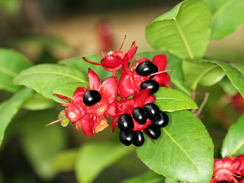 Ochna serrulata