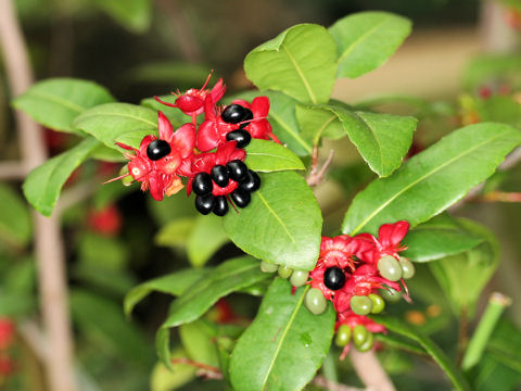 Ochna serrulata