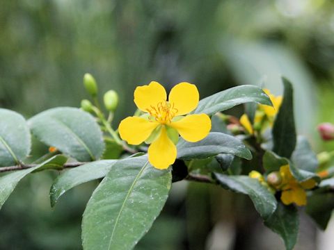 Ochna serrulata