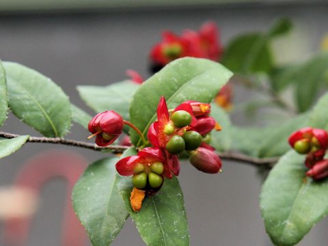 Ochna serrulata