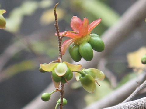 Ochna serrulata