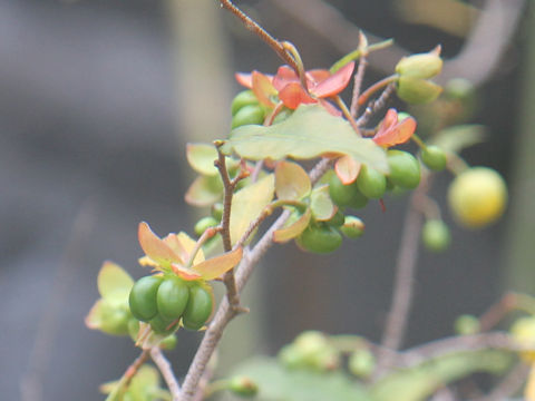 Ochna serrulata