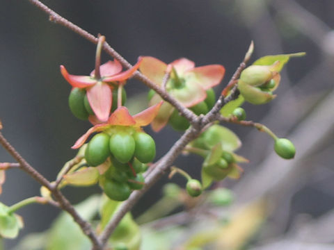 Ochna serrulata