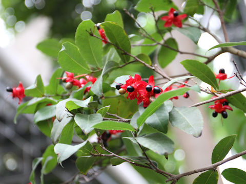 Ochna serrulata