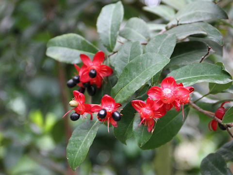 Ochna serrulata