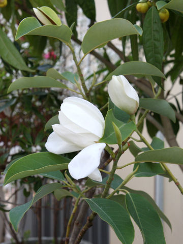 Michelia maudiae