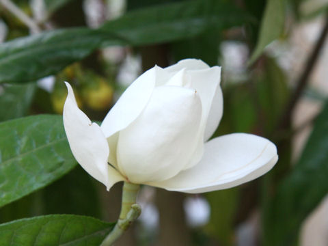 Michelia maudiae