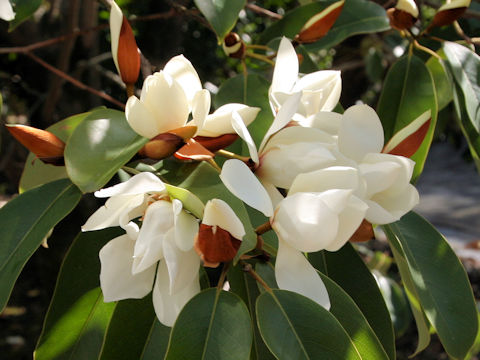 Michelia platypetala