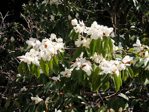 Michelia platypetala
