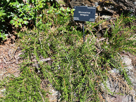 Microcachrys tetragona
