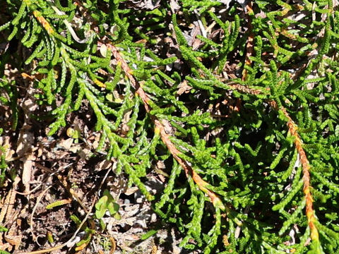 Microcachrys tetragona