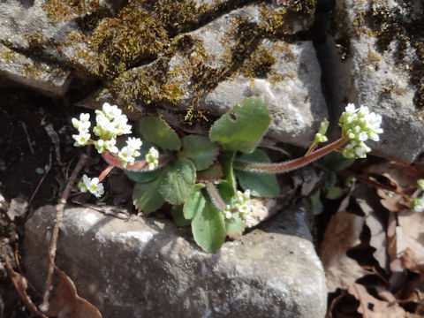 Micranthes virginiensis