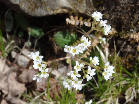 Micranthes virginiensis