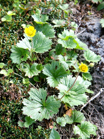 Geum calthaefolium var. nipponicum