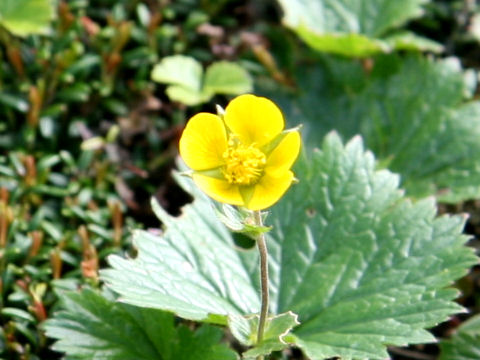 Geum calthaefolium var. nipponicum