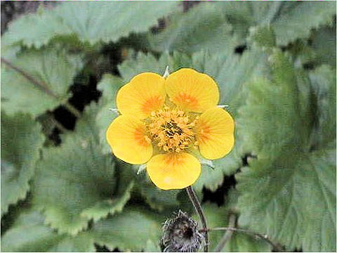 Geum calthaefolium var. nipponicum