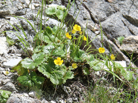 Geum calthaefolium var. nipponicum