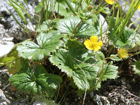 Geum calthaefolium var. nipponicum