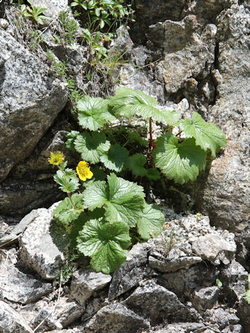 Geum calthaefolium var. nipponicum