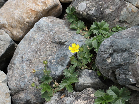 Geum calthaefolium var. nipponicum