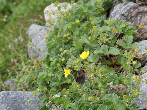 Geum calthaefolium var. nipponicum