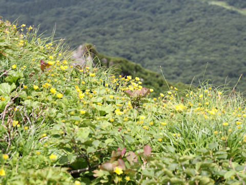 Geum calthaefolium var. nipponicum