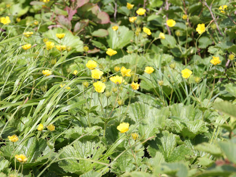 Geum calthaefolium var. nipponicum