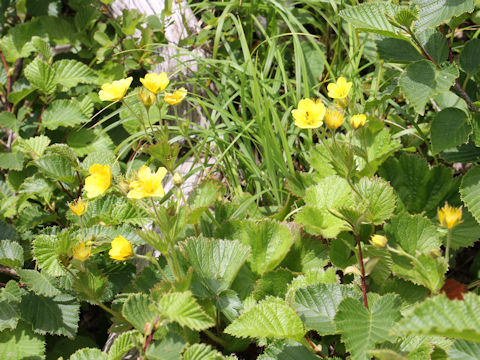 Geum calthaefolium var. nipponicum