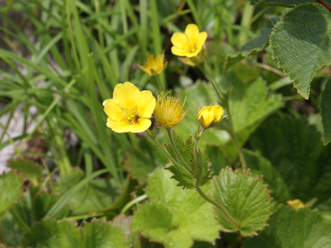 Geum calthaefolium var. nipponicum