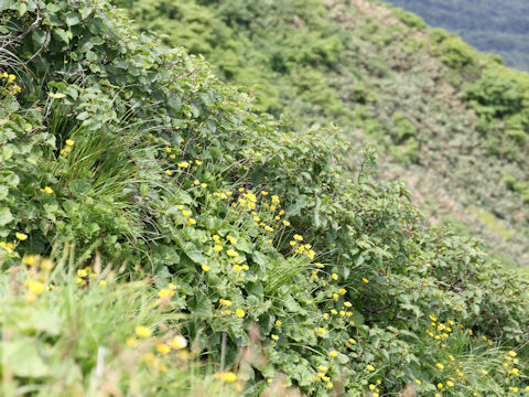 Geum calthaefolium var. nipponicum