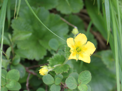 Geum calthaefolium var. nipponicum