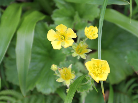 Geum calthaefolium var. nipponicum