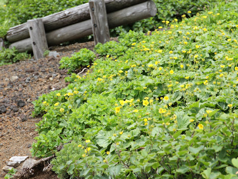 Geum calthaefolium var. nipponicum