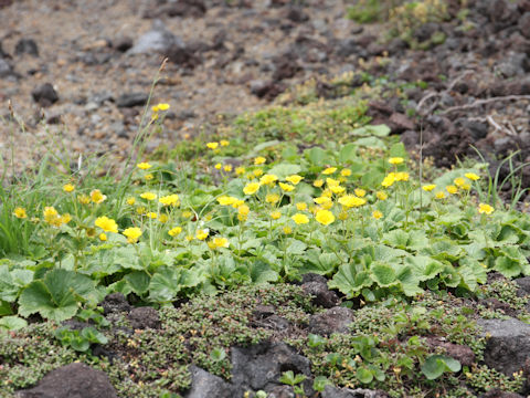 Geum calthaefolium var. nipponicum