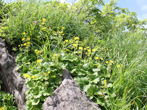 Geum calthaefolium var. nipponicum